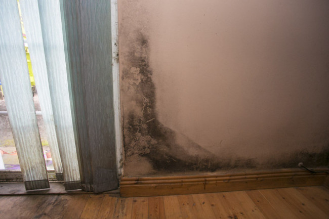walls are covering in black mould throughout the house