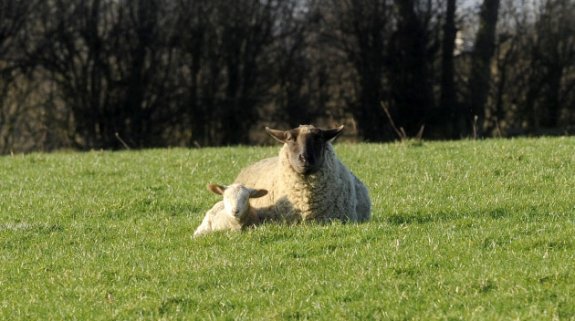 1/2/2012 Spring Lambs Agriculture Industry