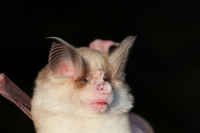 Horseshoe bat Rhinolophus meheyli by Dr Sebastien Puechmaille of the University of Greiswald Germany