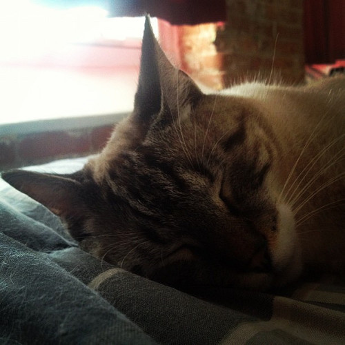 Sleep day. #catsofinstagram