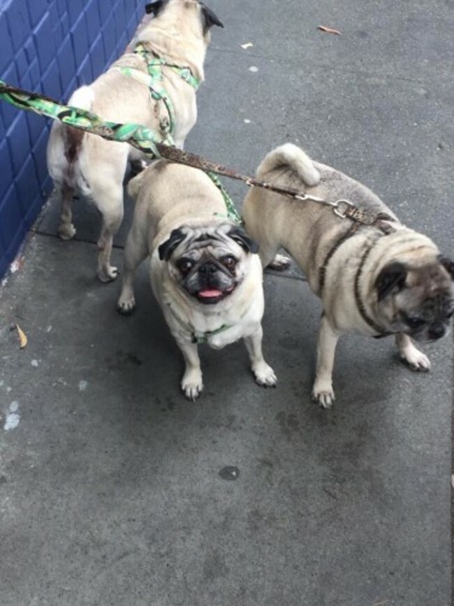 pugs