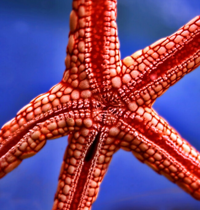 starfish