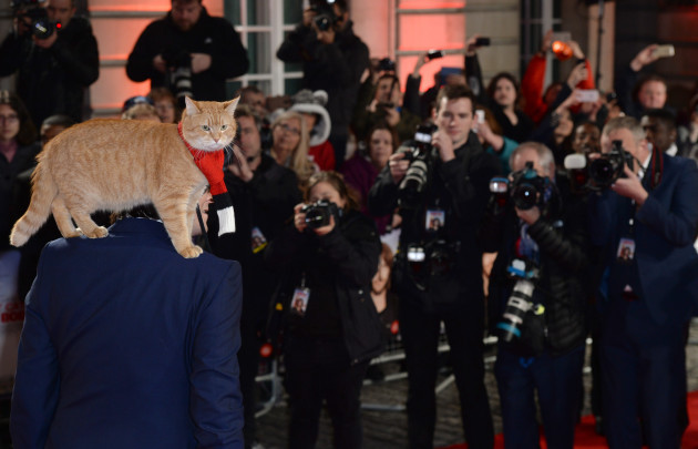A Street Cat Named Bob World Premiere - London