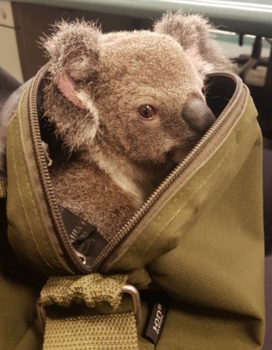 koala-image1