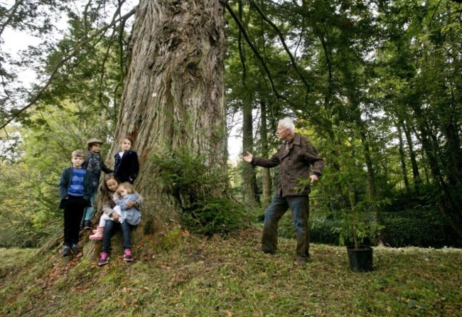 largest forest grove of giant redwoods outside California