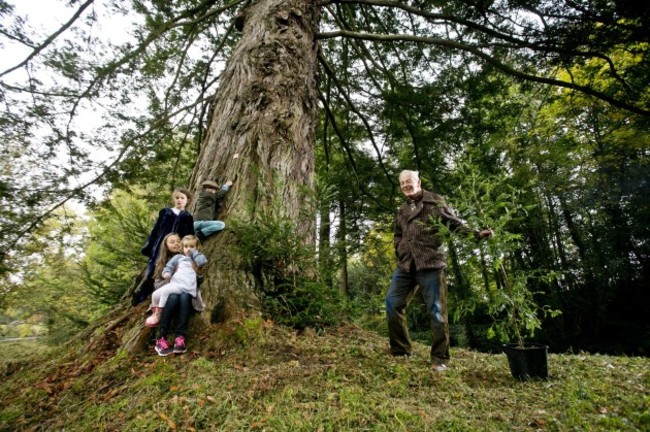 largest forest grove of giant redwoods outside California