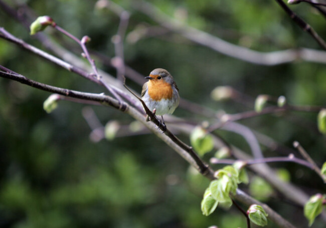 03/05/13 Weather wildlife bird. A Robin enjoys the