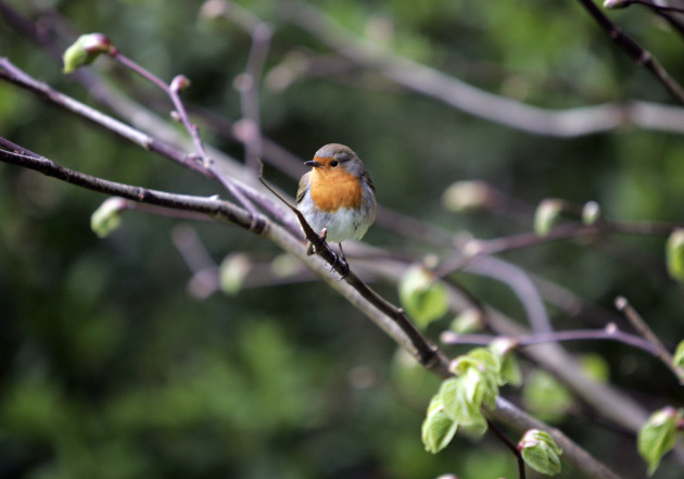 03/05/13 Weather wildlife bird. A Robin enjoys the