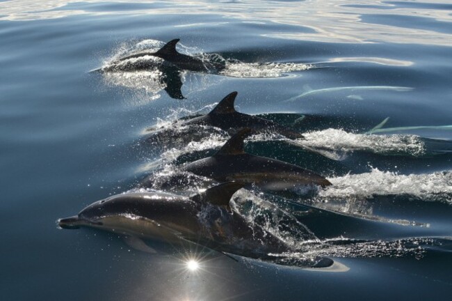 Top Oil Calendar Comp Winner John Burke Dolphins July (1)