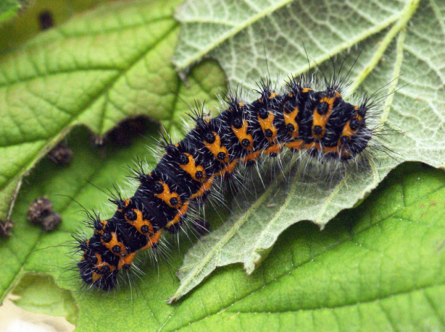 emperor moth