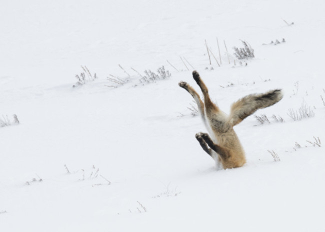 Comedy Wildlife Awards Finals