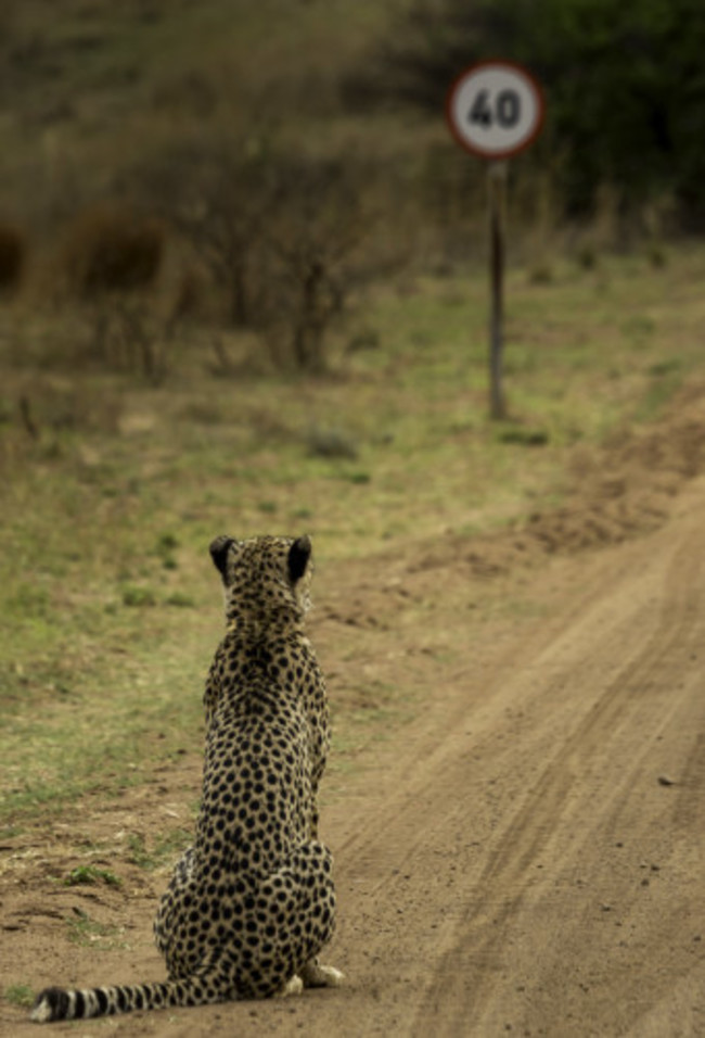 Comedy Wildlife Awards Finals