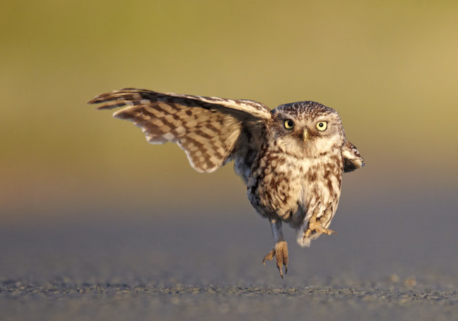 Comedy Wildlife Awards Finals