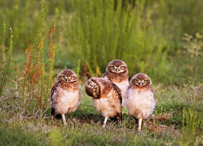 Comedy Wildlife Awards Finals