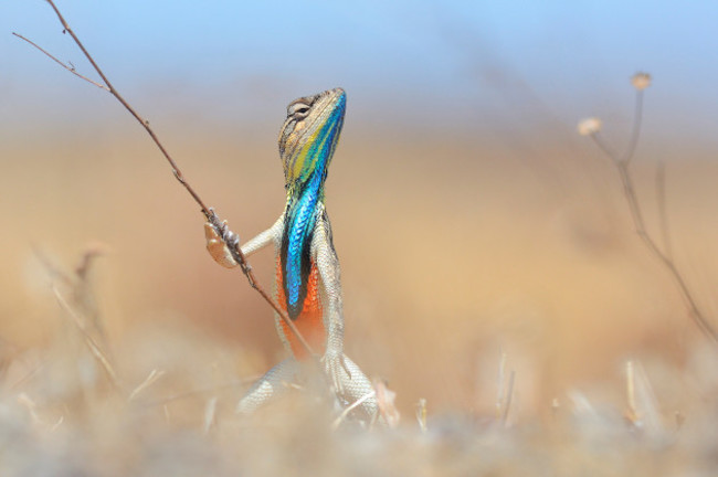 Comedy Wildlife Awards Finals