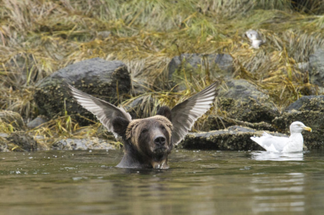 Comedy Wildlife Awards Finals