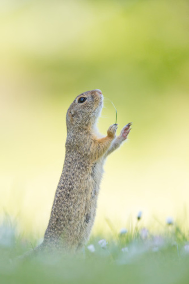 Comedy Wildlife Awards Finals