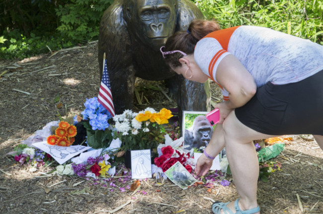 Cincinnati Zoo Gorilla Death