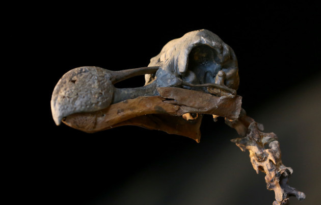 Dodo skeleton sale