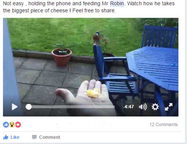 bird