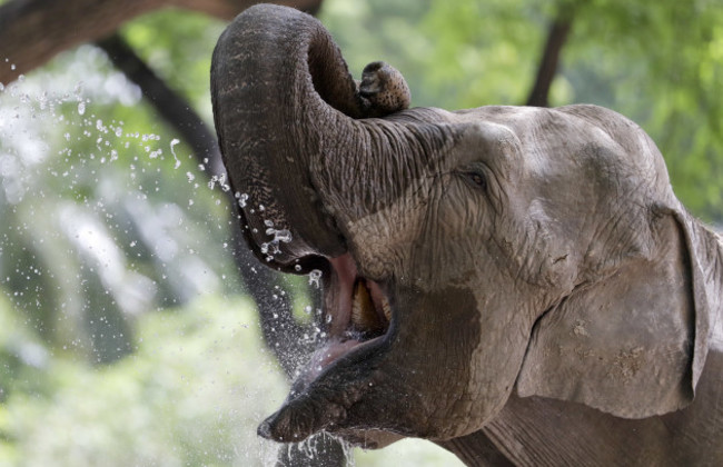 Argentina Elephnats