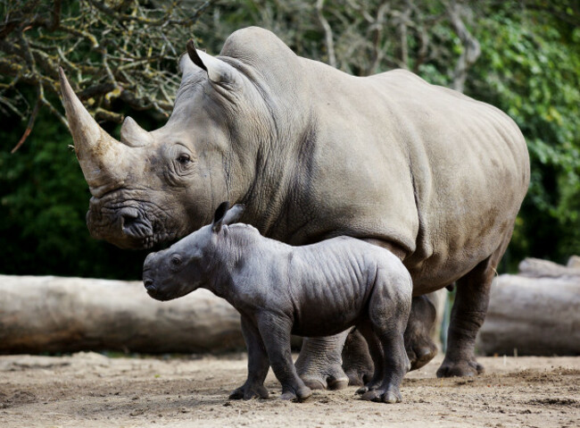 DublinZoo_Rhino04