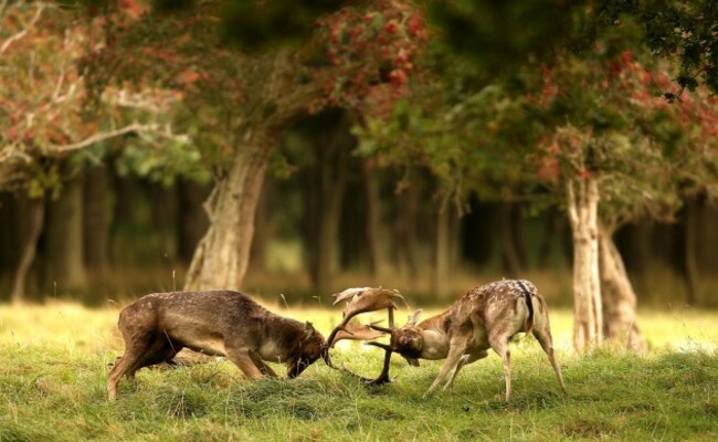 Deer rutting