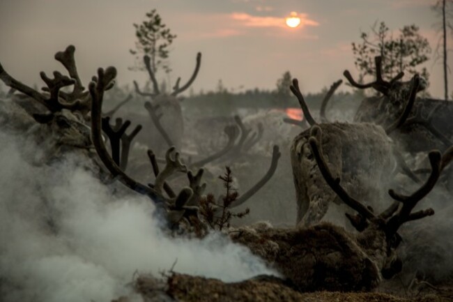 Russia Reducing Reindeer