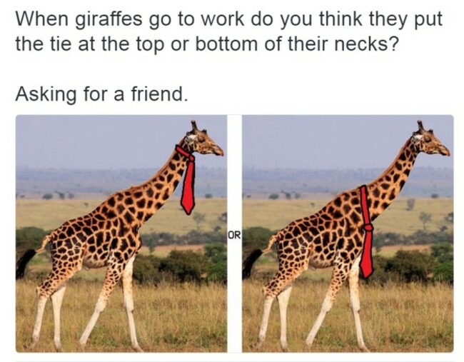 giraffe