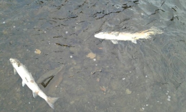 Fish kill 1