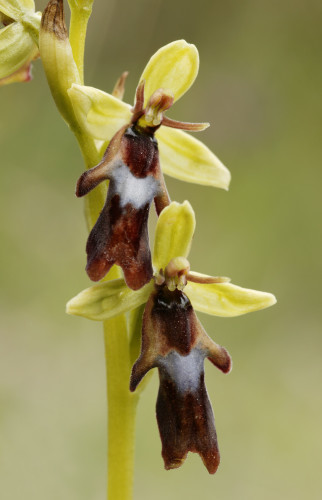 Fly Orchid1192