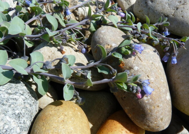 Mertensia