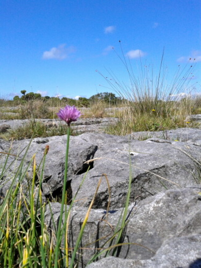 allium schoenoprasum 3