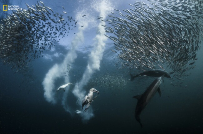 Sardine Run