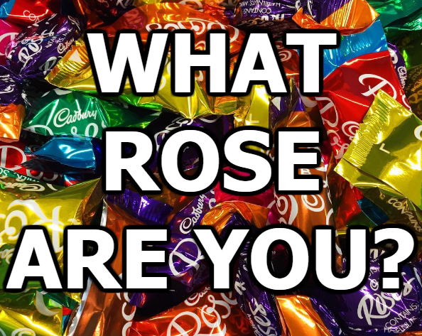 cadburyroses