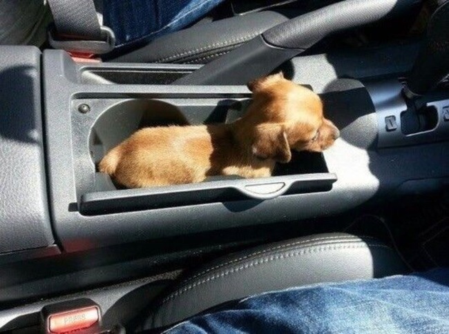 pupholder