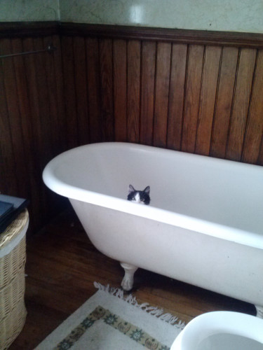 cat bath