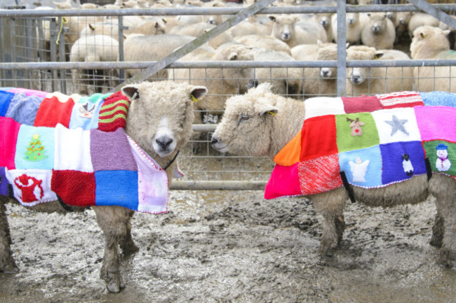 Christmas Jumper Day - Cardigan, Wales