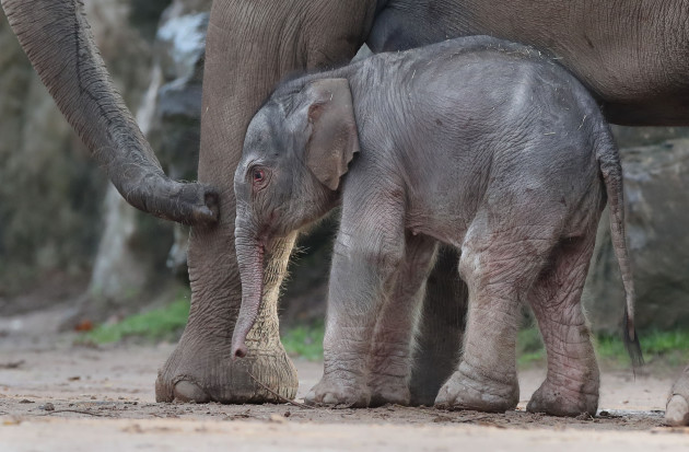New born Elephant calf at Chester Zoo