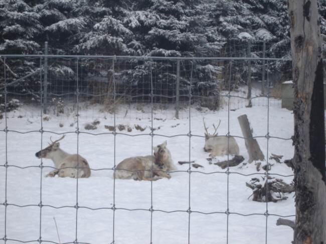 Reindeer