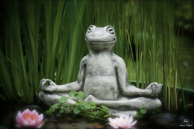 Momento Zen!