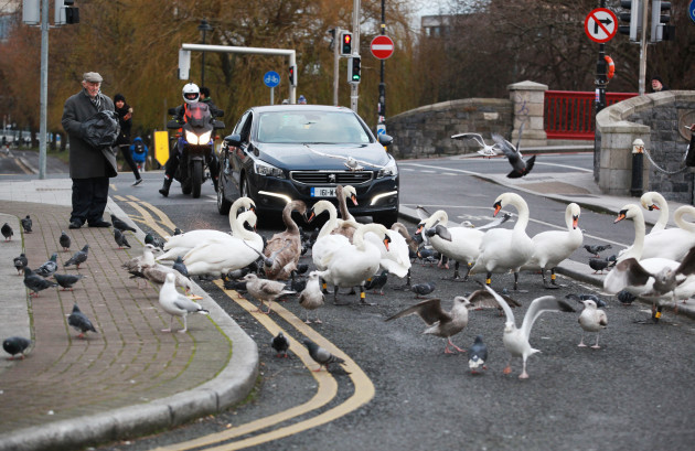 30/12/2016. Dublin City Scenes. Its a Swans Life.