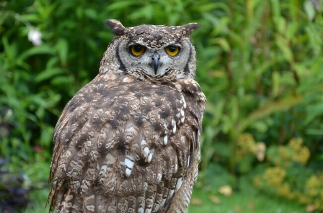 brown-owl-1208042_1280