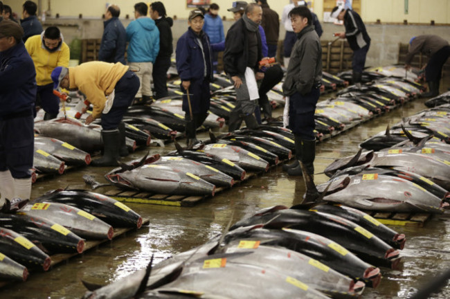 Japan Tuna Auction