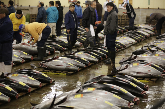Japan Tuna Auction
