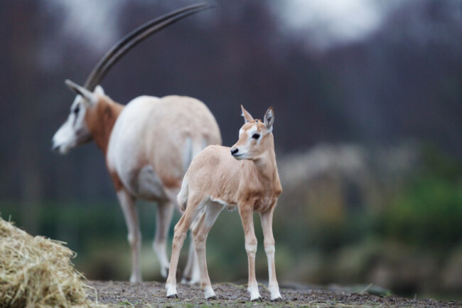 DublinZoo_Oryx06