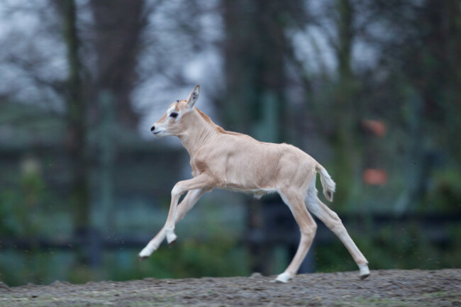 DublinZoo_Oryx05