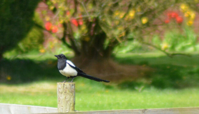 Magpie on post