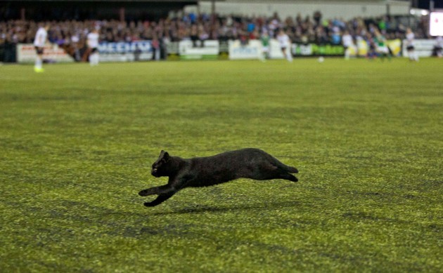 A cat runs onto the pitch