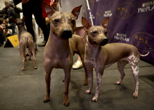 Dog Show